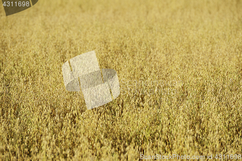 Image of a rye crop, shallow depth of field