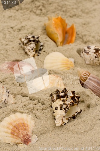 Image of shells on sand