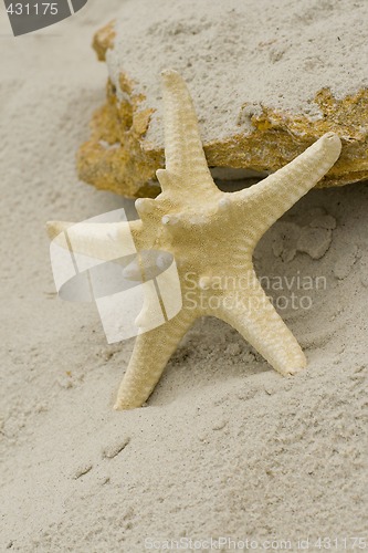 Image of starfish and stone