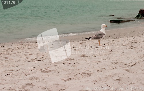 Image of seagull