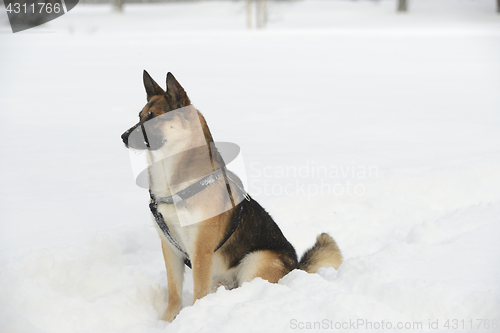 Image of sheepdog sitting in the snow