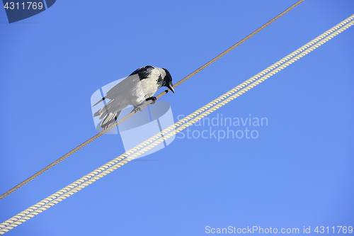 Image of bird on the wire 
