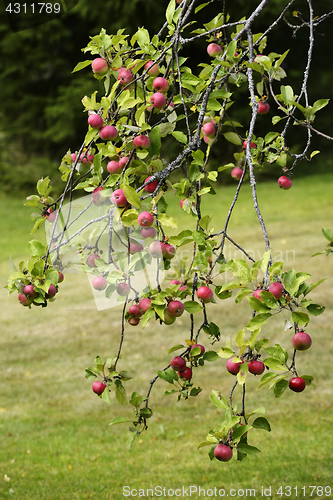 Image of appletree branch with lots of apples
