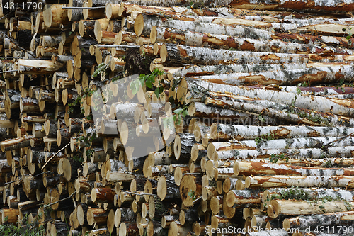 Image of pile of felled birch tree trunks in the forest