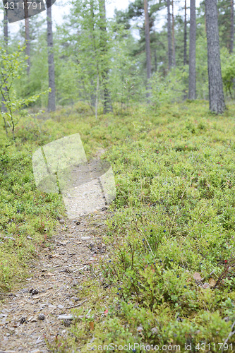 Image of landscape with a path in the forest, blurred image