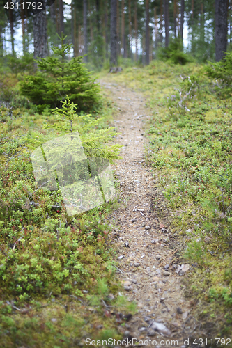 Image of landscape with a path in the forest, blurred image