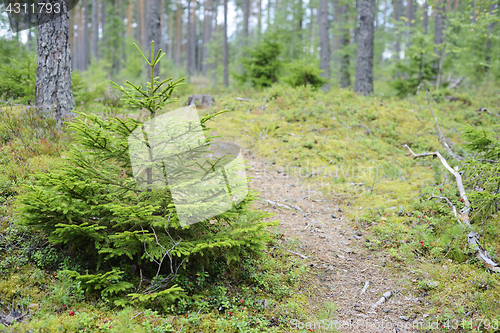 Image of landscape with spruce in the forest