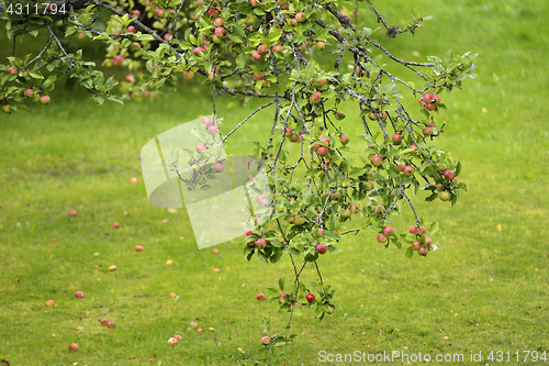 Image of appletree branch with lots of apples