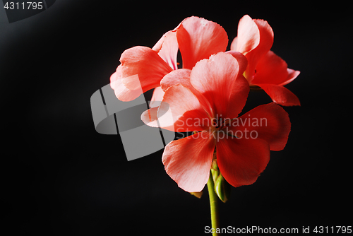 Image of red geranium flowers on a dark