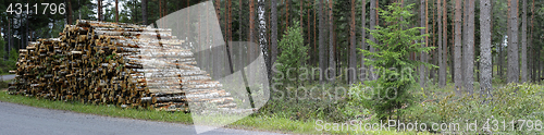 Image of pile of felled birch tree trunks, panorama