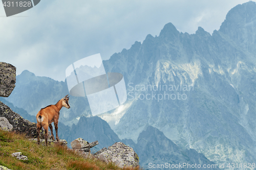 Image of Tatra chamois in Hight Tatras
