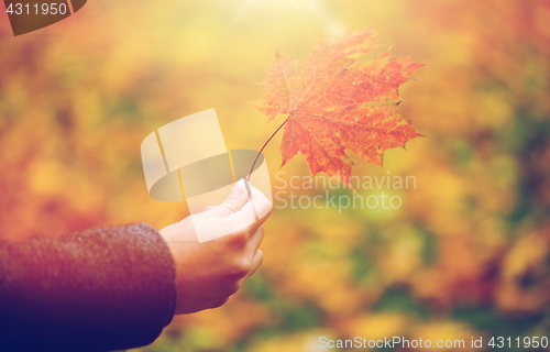 Image of close up of woman hands with autumn maple leaves