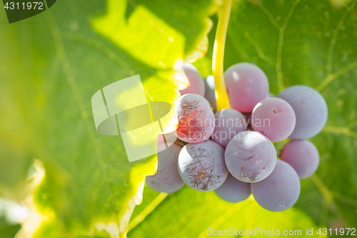 Image of Vineyard with Lush, Ripe Wine Grapes on the Vine Ready for Harve