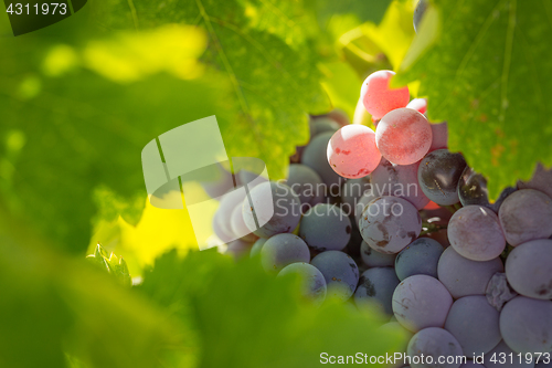 Image of Vineyard with Lush, Ripe Wine Grapes on the Vine Ready for Harve