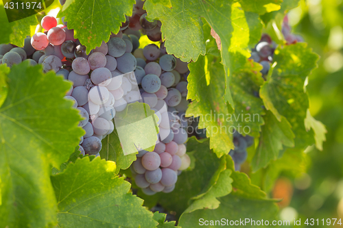 Image of Vineyard with Lush, Ripe Wine Grapes on the Vine Ready for Harve