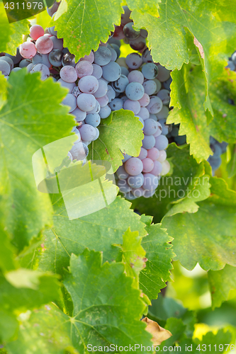 Image of Vineyard with Lush, Ripe Wine Grapes on the Vine Ready for Harve