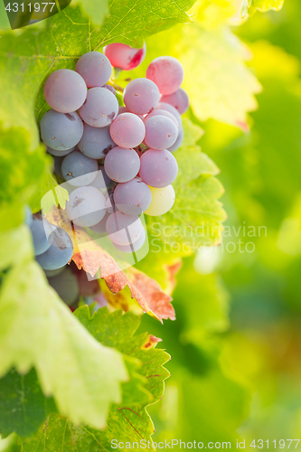 Image of Vineyard with Lush, Ripe Wine Grapes on the Vine Ready for Harve