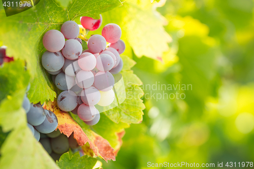 Image of Vineyard with Lush, Ripe Wine Grapes on the Vine Ready for Harve