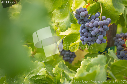 Image of Vineyard with Lush, Ripe Wine Grapes on the Vine Ready for Harve