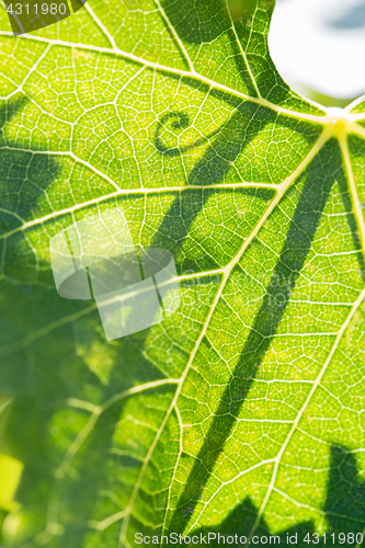Image of Beautiful Backlit Grape Leaf With Shadow of Vine.