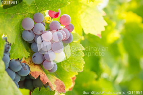 Image of Vineyard with Lush, Ripe Wine Grapes on the Vine Ready for Harve