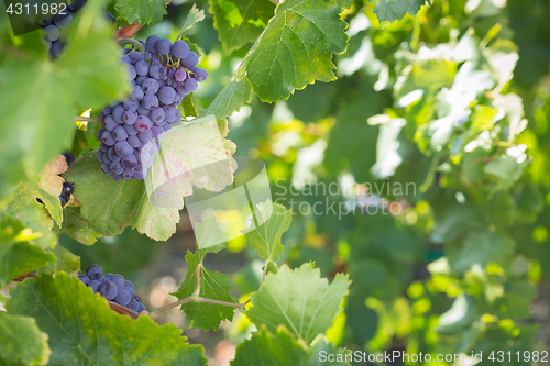 Image of Vineyard with Lush, Ripe Wine Grapes on the Vine Ready for Harve