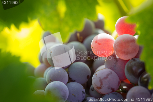 Image of Vineyard with Lush, Ripe Wine Grapes on the Vine Ready for Harve