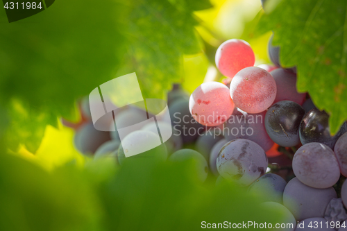 Image of Vineyard with Lush, Ripe Wine Grapes on the Vine Ready for Harve