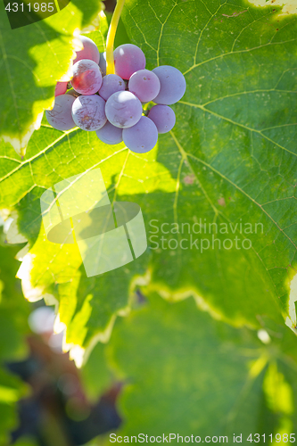 Image of Vineyard with Lush, Ripe Wine Grapes on the Vine Ready for Harve