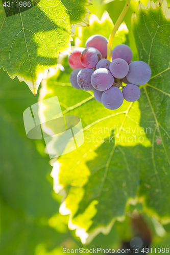 Image of Vineyard with Lush, Ripe Wine Grapes on the Vine Ready for Harve