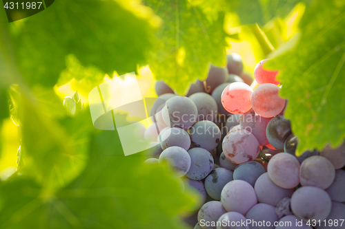 Image of Vineyard with Lush, Ripe Wine Grapes on the Vine Ready for Harve