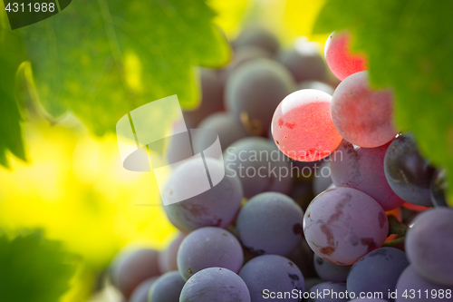 Image of Vineyard with Lush, Ripe Wine Grapes on the Vine Ready for Harve