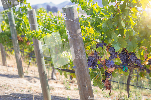 Image of Beautiful Wine Grape Vineyard in The Morning Sun.