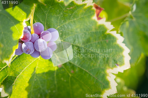 Image of Vineyard with Lush, Ripe Wine Grapes on the Vine Ready for Harve