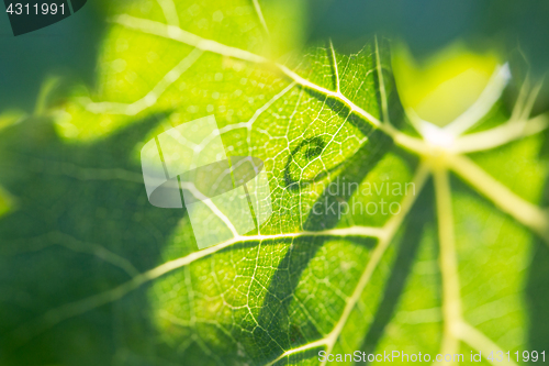 Image of Beautiful Backlit Grape Leaf With Shadow of Vine.