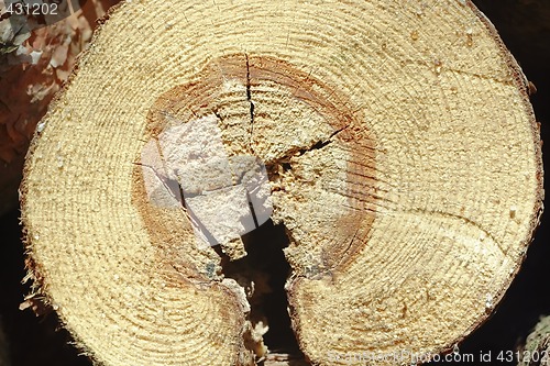 Image of wooden cut texture