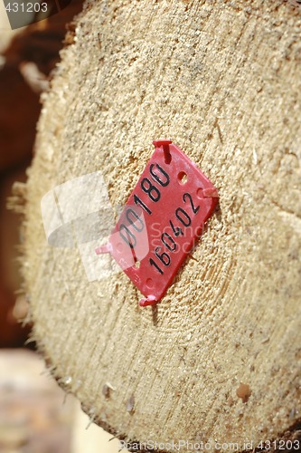 Image of red marker on the cutted trunk
