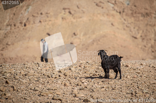 Image of Young goat in Atlas Mountains, Morocco