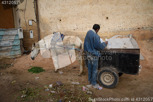 Image of Donkey in Fez, Morocco.