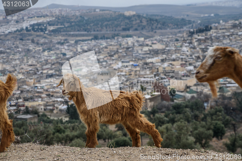 Image of Goat and a Fez panorama, Morocco, North Africa