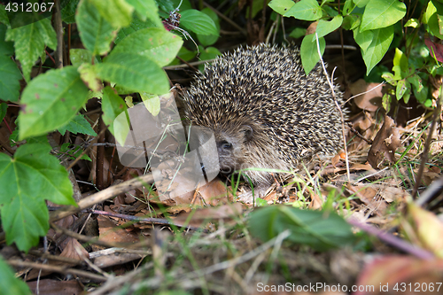 Image of Hedgehog