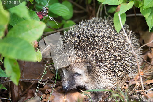 Image of Hedgehog