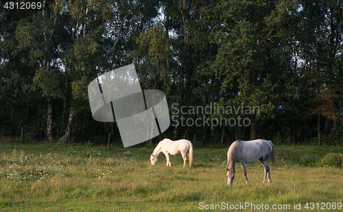 Image of Two horses