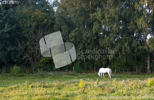 Image of White horse