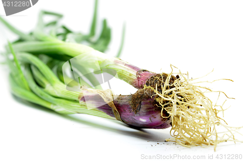 Image of Fresh spring onions