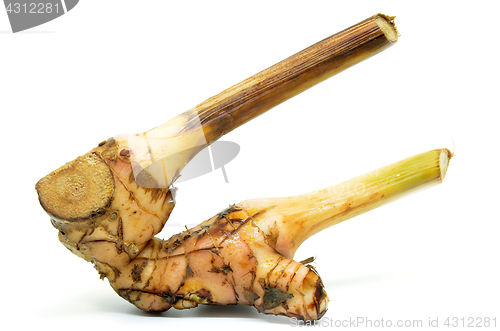 Image of Fresh galangal root 