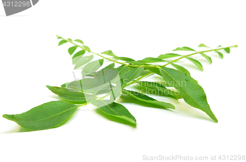 Image of Bunch of curry leaves