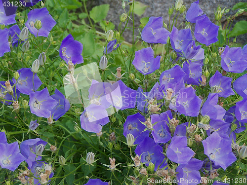 Image of Bluebells