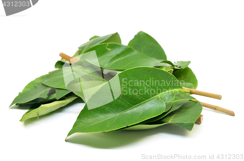 Image of Indonesian Bay Leaf