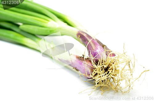 Image of Fresh spring onions